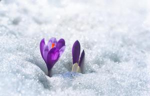 Spring,Snowdrops,Flowers,Violet,Crocuses,(,Crocus,Heuffelianus,),In